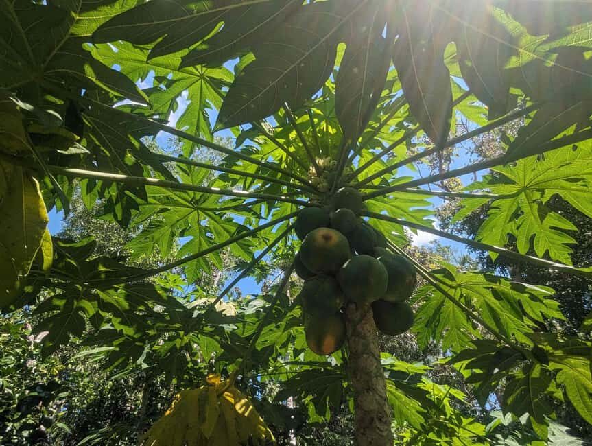 Darwin: Private Forage for an Outback Feast & Sightseeing - A Deep Dive into the Darwin Forage & Feast Tour