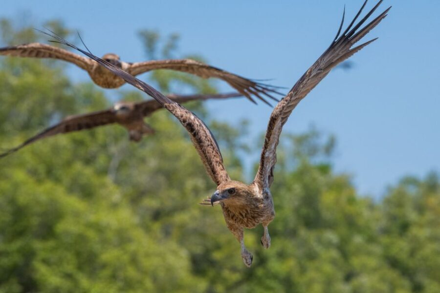 Darwin: Spectacular Jumping Crocodile Adelaide River Cruise - Who Will Enjoy This Tour?