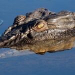 Darwin to Kakadu Day Trip by Air Including Yellow Water Cruise - The Sum Up