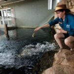 Darwin: Whipray Encounter with Entry to Crocosaurus Cove - What Travelers Say
