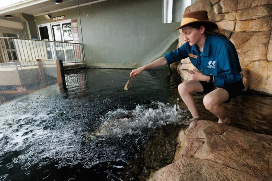Darwin: Whipray Encounter with Entry to Crocosaurus Cove - What Travelers Say