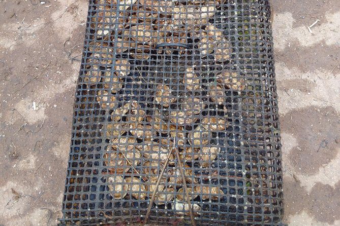 Davids North Shore Tour - What You Get and What You Pay For