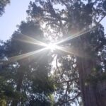 Day Tour to Kings Canyon National Park - What’s Included and How It Adds to Value