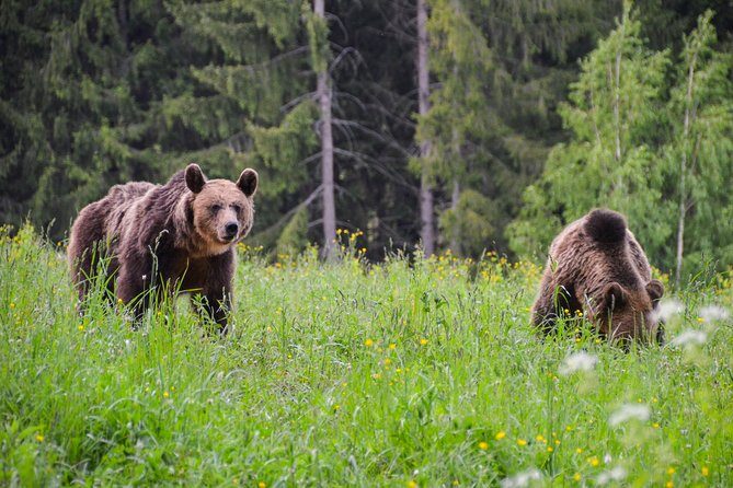 Day Trip & Bear Watching in the Land of Volcanoes - Who Should Take This Tour?