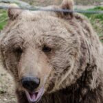 Day trip Bran Castle, Rasnov Fortress and Bear Sanctuary - The Value of This Tour: How It Adds Up
