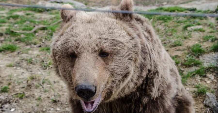 Day trip Bran Castle, Rasnov Fortress and Bear Sanctuary - The Value of This Tour: How It Adds Up