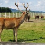 Day trip from Brasov: Bison reserve & traditional lunch - Frequently Asked Questions