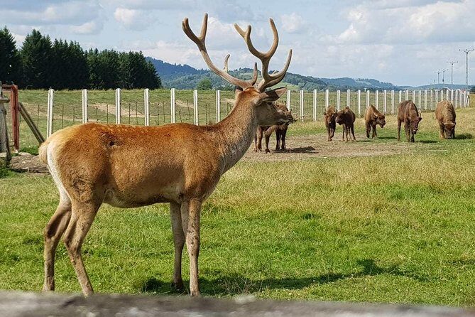 Day trip from Brasov: Bison reserve & traditional lunch - Frequently Asked Questions