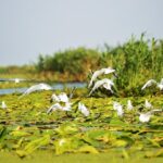 Day Trip from Bucharest to Danube Delta - Who Should Consider This Tour?