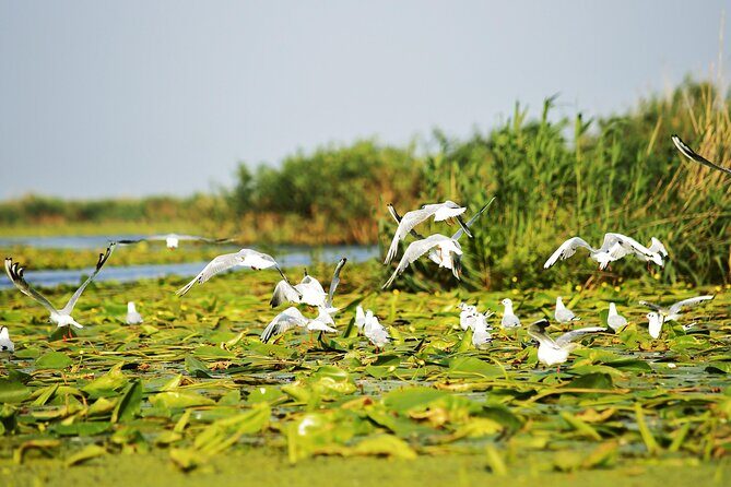 Day Trip from Bucharest to Danube Delta - Who Should Consider This Tour?