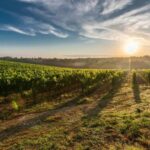 Day Trip from Bucharest to Wine Region: Tour & Wine Tasting - What We Like About the Experience