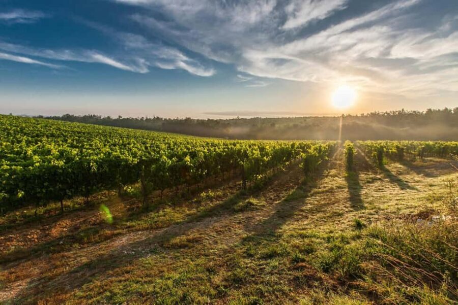 Day Trip from Bucharest to Wine Region: Tour & Wine Tasting - What We Like About the Experience