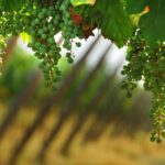 Day trip from Milan: Franciacorta, a paradise for wine lovers! - private tour - Who Should Consider This Tour?