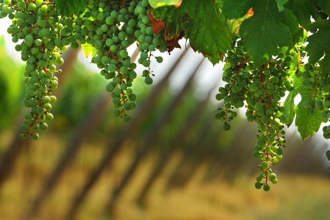 Day trip from Milan: Franciacorta, a paradise for wine lovers! - private tour - Who Should Consider This Tour?