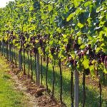 Day trip in Kakheti-wine tour - Summing Up: Who Is This Tour Best For?