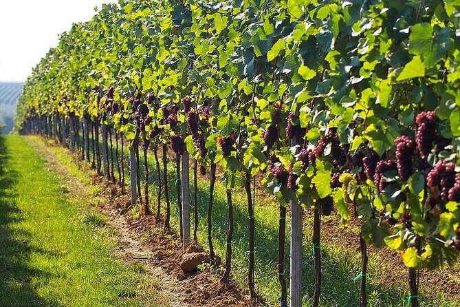 Day trip in Kakheti-wine tour - Summing Up: Who Is This Tour Best For?