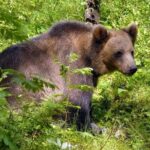 Day trip to Gauja National Park: animals, castles and a cave - Final Thoughts