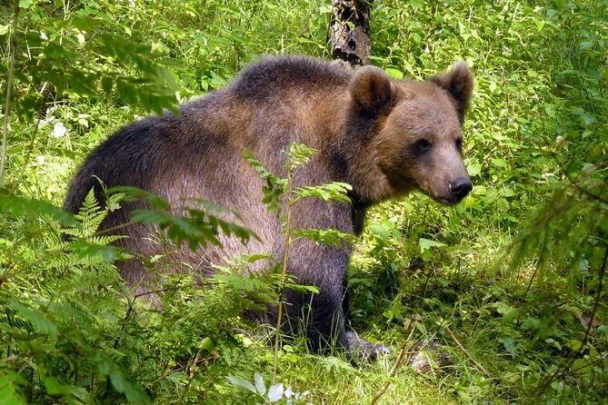 Day trip to Gauja National Park: animals, castles and a cave - Final Thoughts