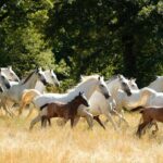Day Trip to Lipica and Karst - Frequently Asked Questions (FAQs)