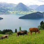 Day Trip to Lucerne and Mt. Rigi with a local from Zurich - What Travelers Say