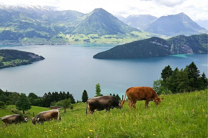 Day Trip to Lucerne and Mt. Rigi with a local from Zurich - What Travelers Say