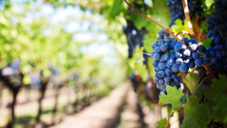 Day trip to Moldova - visit Chisinau and Cricova Winery - A Complete Breakdown of the Experience