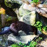 Day Trip to Ranua Arctic Wildlife Park from Rovaniemi - Authentic Perspectives from Travelers