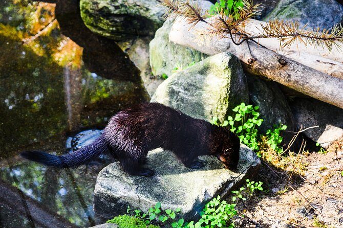Day Trip to Ranua Arctic Wildlife Park from Rovaniemi - Authentic Perspectives from Travelers