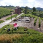 Degustazione di vini del Monferrato con visita della cantina - A Detailed Look at the Monferrato Wine & Food Experience