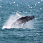 Deluxe Whale Watching and Whales of Iceland Exhibition Combo from Reykjavik - The Itinerary: What Youll Experience