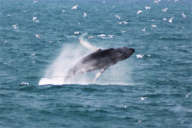Deluxe Whale Watching and Whales of Iceland Exhibition Combo from Reykjavik - The Itinerary: What Youll Experience