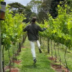 Deluxe Winery Tour to Tamborine Mountain (Mon-Tues) - A Detailed Look at the Tamborine Mountain Winery Tour