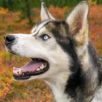 Denali: 1 Hour Tundra Walk With Free Running Sled Dogs - A Deep Dive into the Denali Tundra Walk