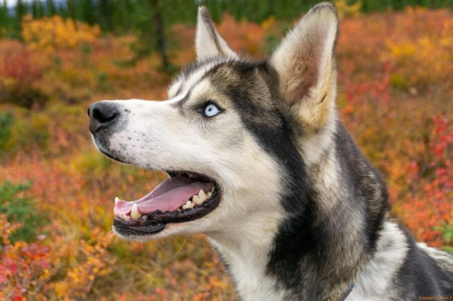 Denali: 1 Hour Tundra Walk With Free Running Sled Dogs - A Deep Dive into the Denali Tundra Walk