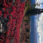 Denali: 5-Hour Guided Wilderness Hiking Tour - Who Would Love This Tour?