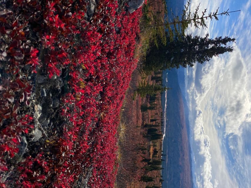 Denali: 5-Hour Guided Wilderness Hiking Tour - Who Would Love This Tour?