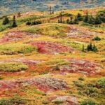 Denali Highway Overnight Excursion - In-Depth Review of the Tour Experience