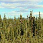 Denali Park Zipline Adventure - The Course: Bridges, Ziplines, and Tree Tops