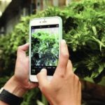 Denver: Cannabis Tour with Grow Facility Access - An In-Depth Review of the Denver Cannabis Tour