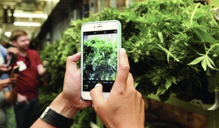 Denver: Cannabis Tour with Grow Facility Access - An In-Depth Review of the Denver Cannabis Tour