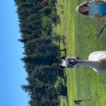 Denver: Llama Hike in the Rocky Mountains - Who Will Love This Tour?