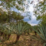 Desde Mérida: Haciendas de Yucatán - Conclusions: Who Will Love This Tour?