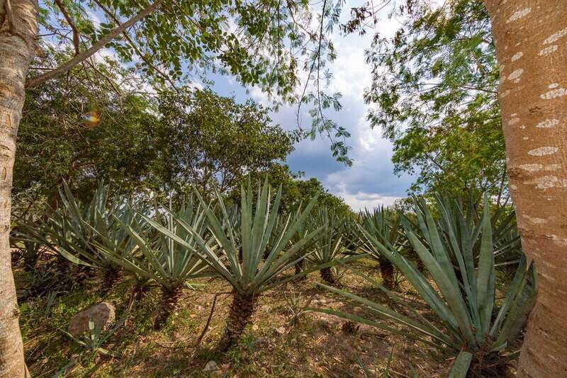 Desde Mérida: Haciendas de Yucatán - Conclusions: Who Will Love This Tour?