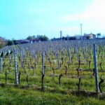 Desenzano d/G: guided bike day trip + selected wines, cooking class - A Detailed Look at the Experience