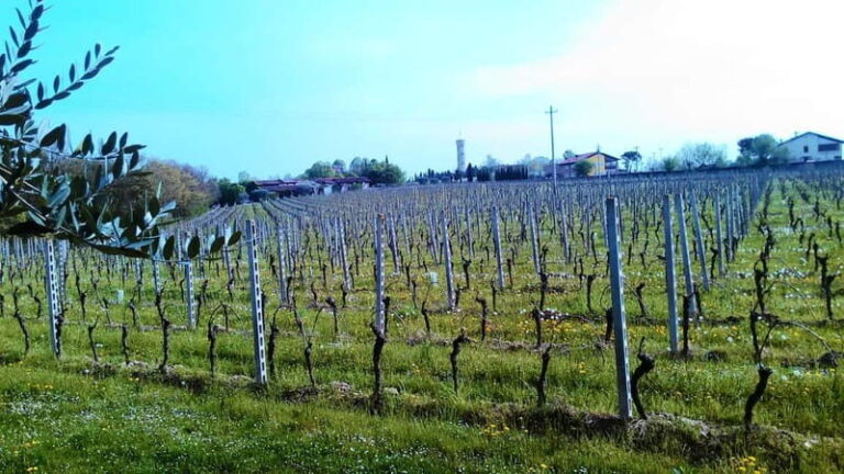 Desenzano d/G: guided bike day trip + selected wines, cooking class - A Detailed Look at the Experience