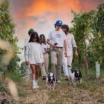 Desenzano: Lugana Wine-Tasting and Vineyard Tour - A Detailed Look at the Experience