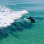 Destin Dolphin Cruise - FAQ — Practical Questions Answered