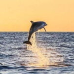 Destin: Dolphin Watching Cruise - A Detailed Look at the Destin Dolphin Watching Cruise