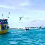 Destin Harbor Boat Ride and Dolphin Watching on the Hopper - Who Should Consider This Tour?