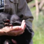 Devils at Cradle: Day Keeper Tour and Entry to Wildlife Park - Who Should Consider This Tour?
